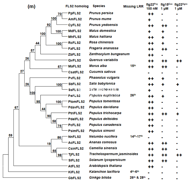 林学院程强课题组在《Plant Biotechnology Journal》上发表研究成果
