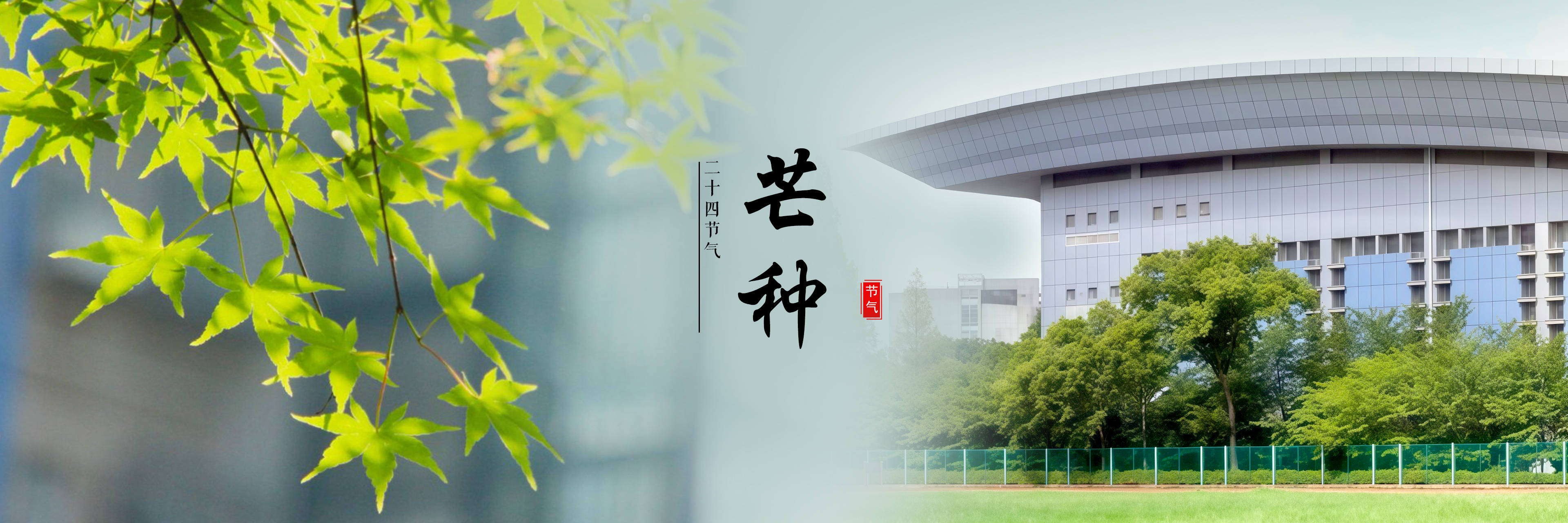 芒种