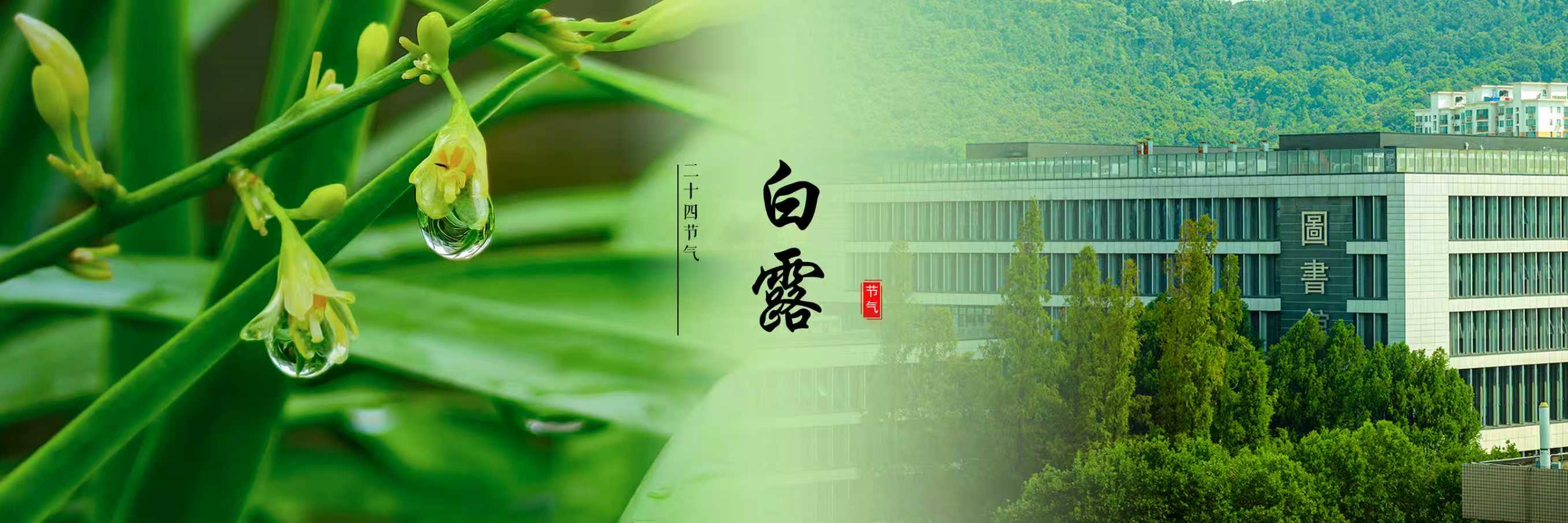 白露