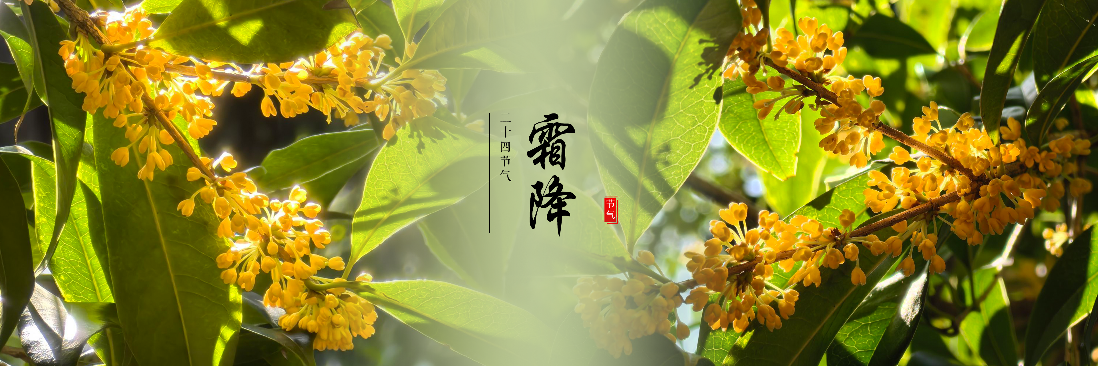 霜降