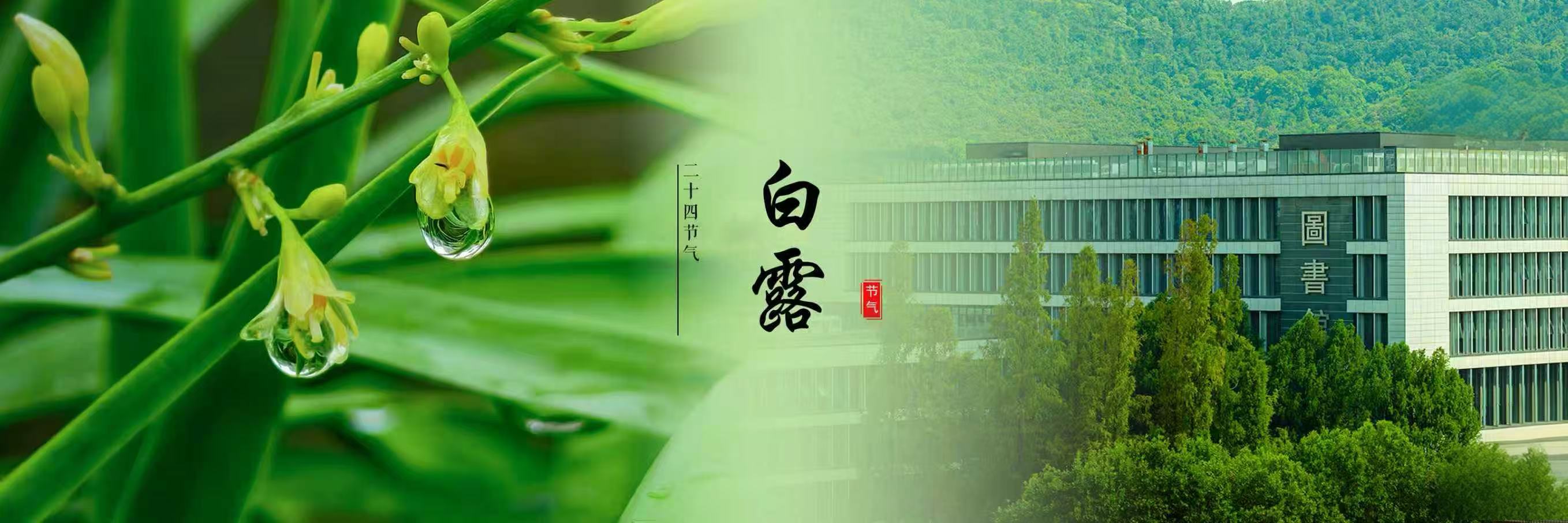 白露
