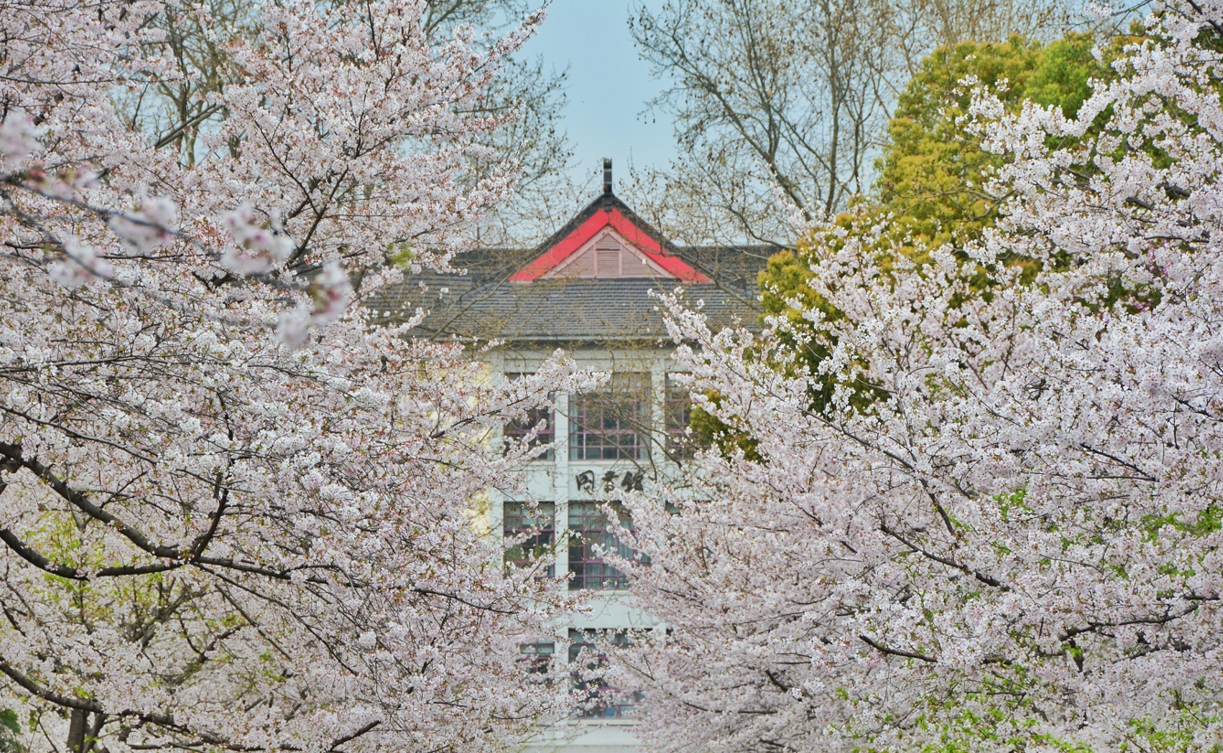 南林人的樱花记忆